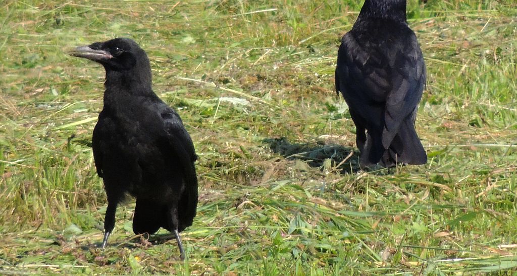 Gawron, gapa (Corvus frugilegus)