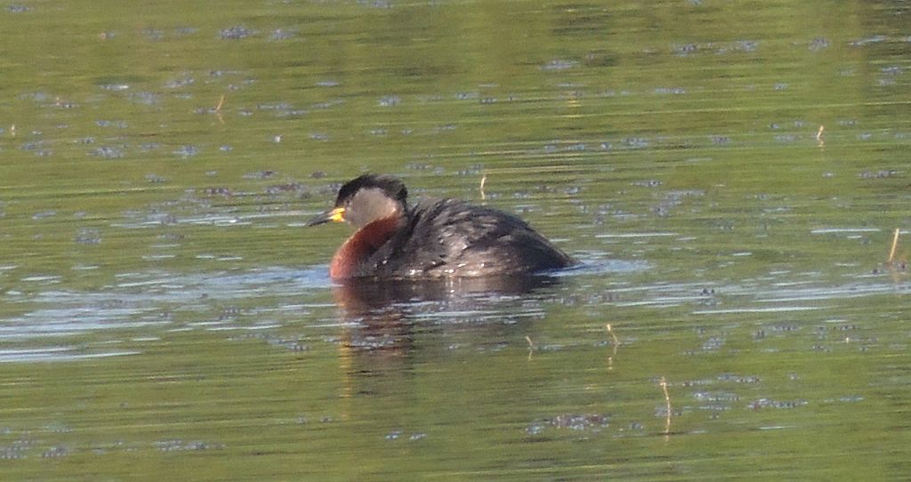 Perkoz rdzawoszyi (Podiceps grisegena)