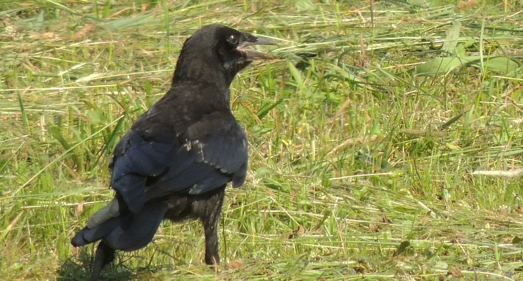 Gawron, gapa (Corvus frugilegus)