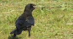 Gawron, gapa (Corvus frugilegus)