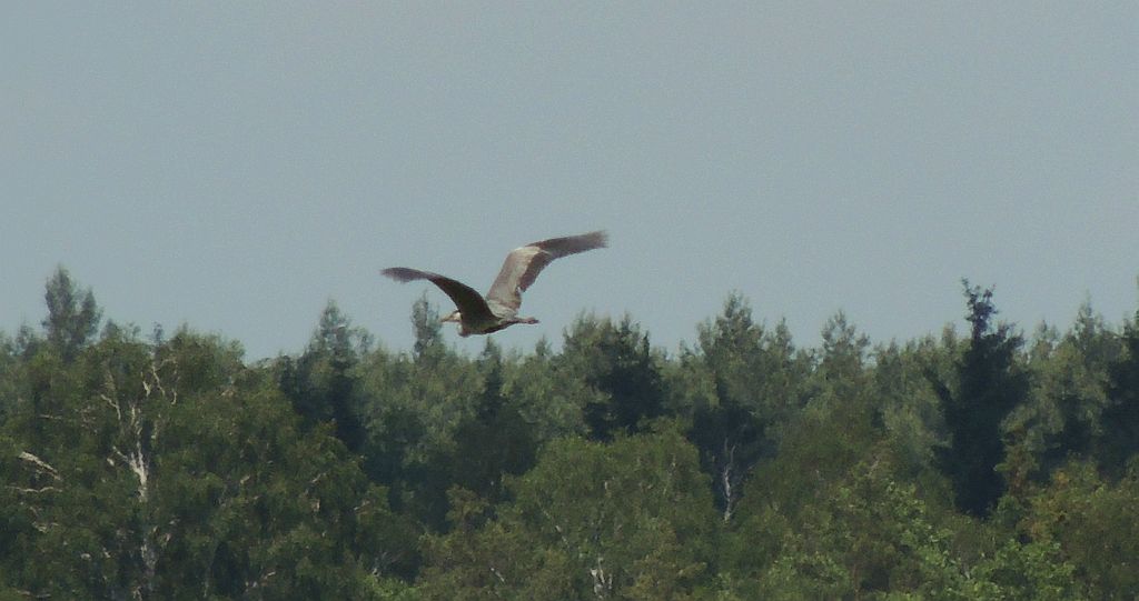 Czapla siwa (Ardea cinerea)