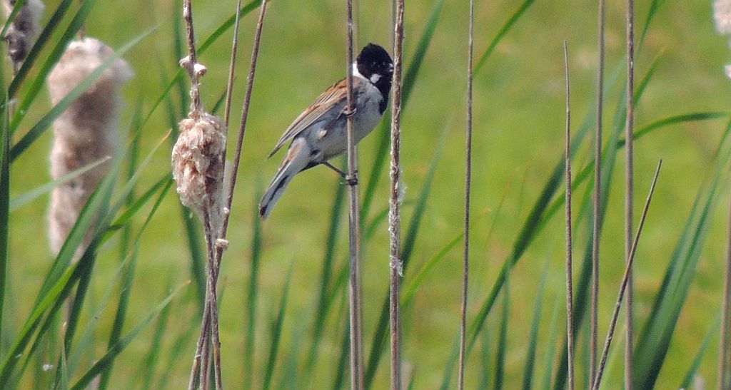 Potrzos zwyczajny, potrzos (Emberiza schoeniclus)
