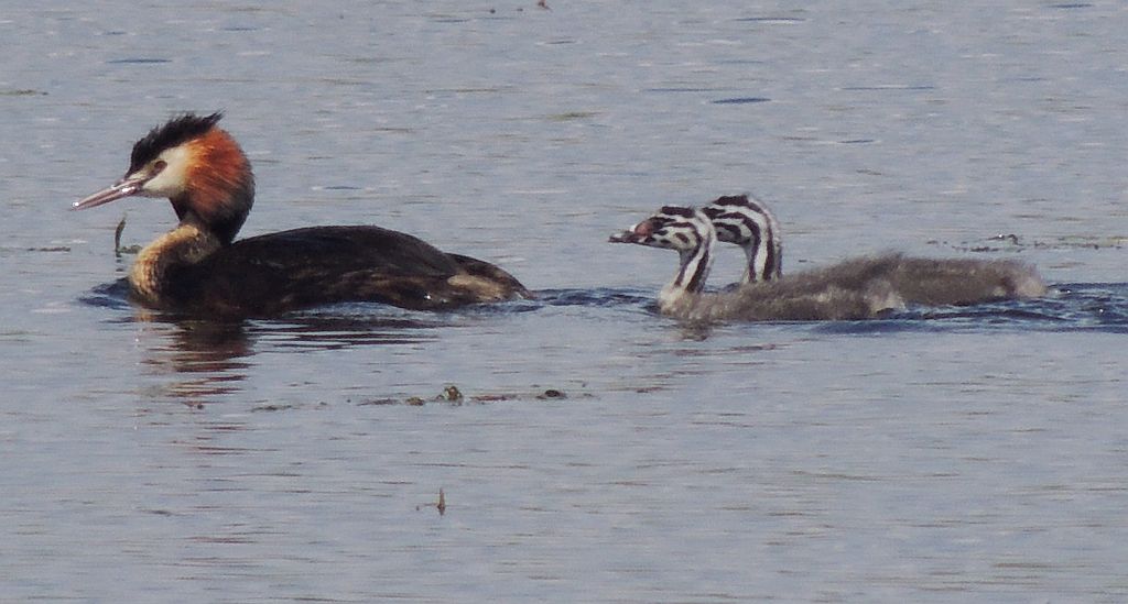 Perkoz dwuczuby (Podiceps cristatus)