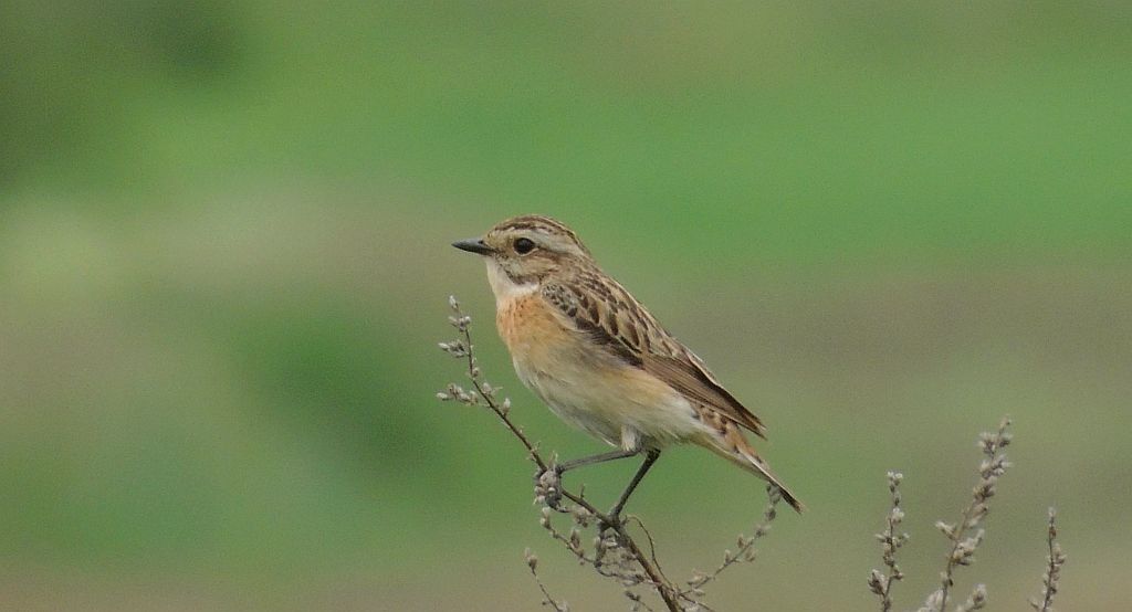 Pokląskwa (Saxicola rubetra)