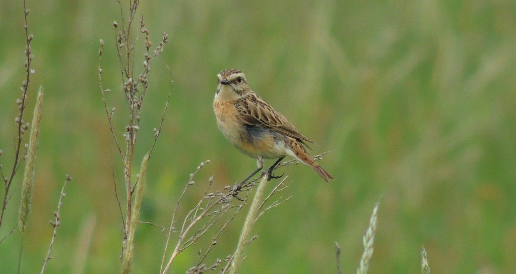 Pokląskwa (Saxicola rubetra)
