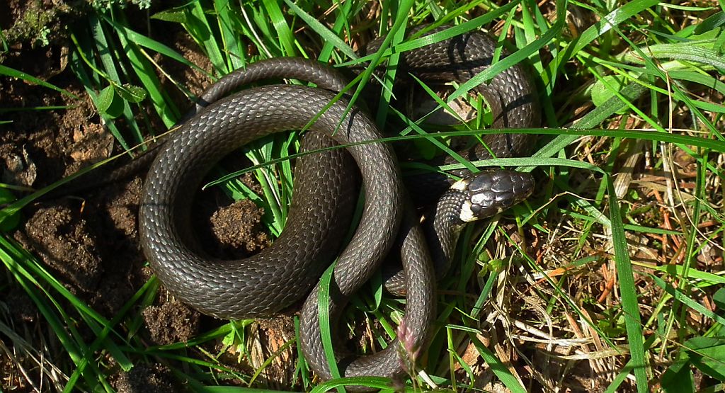 Zaskroniec zwyczajny (Natrix natrix)