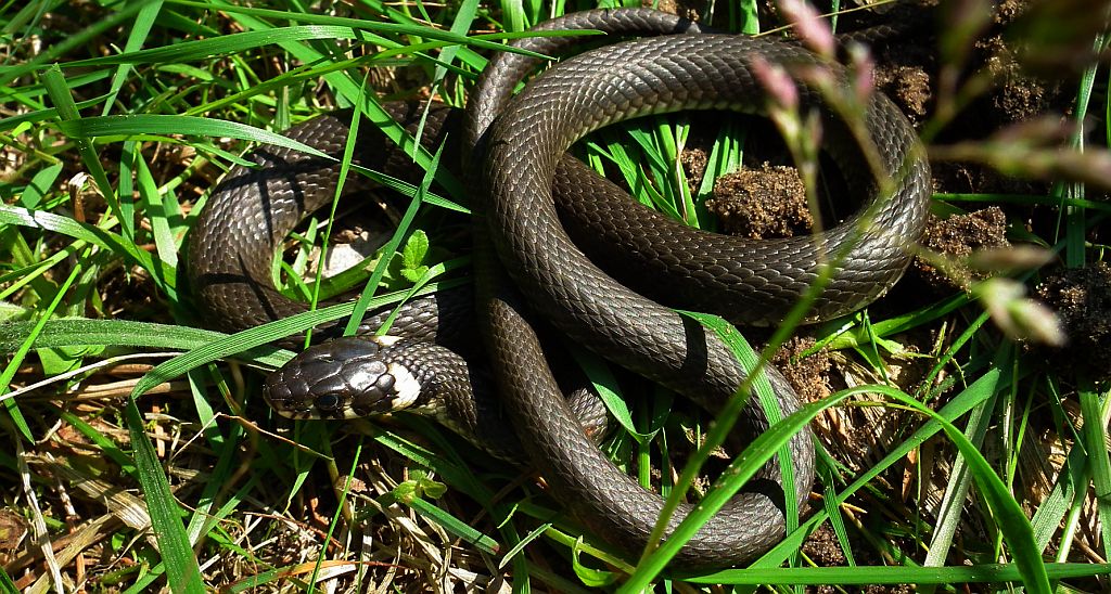 Zaskroniec zwyczajny (Natrix natrix)