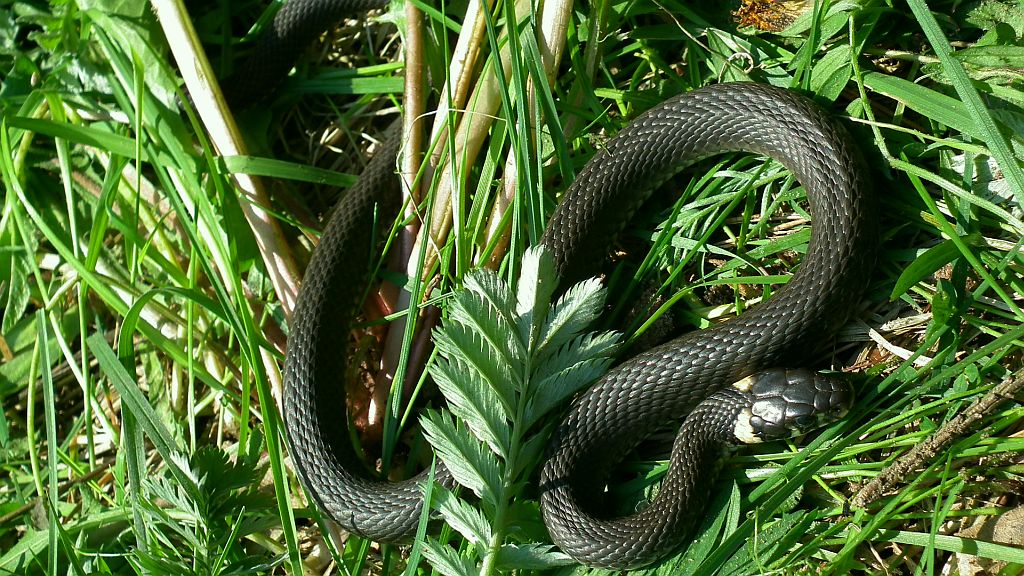 Zaskroniec zwyczajny (Natrix natrix)