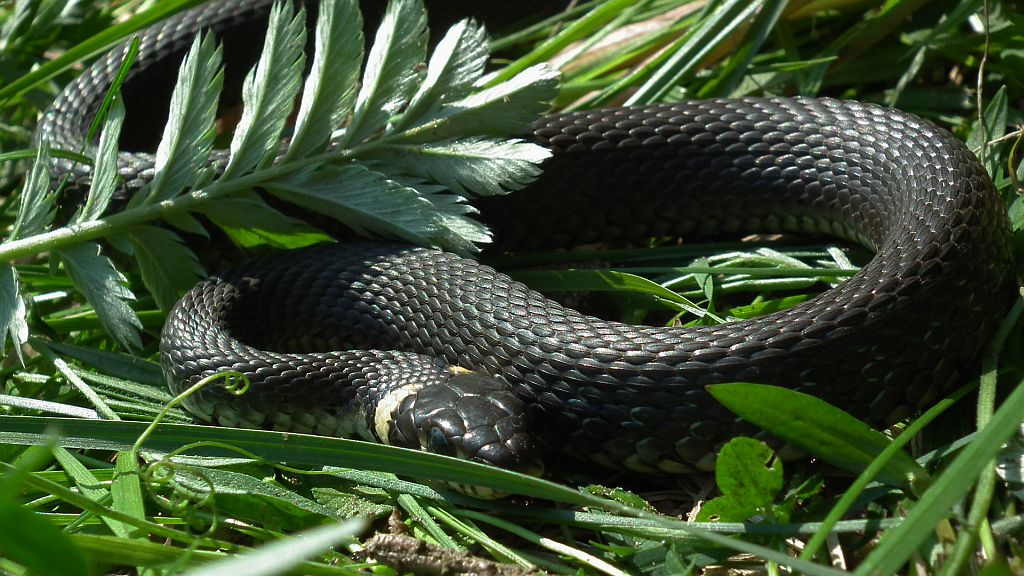 Zaskroniec zwyczajny (Natrix natrix)