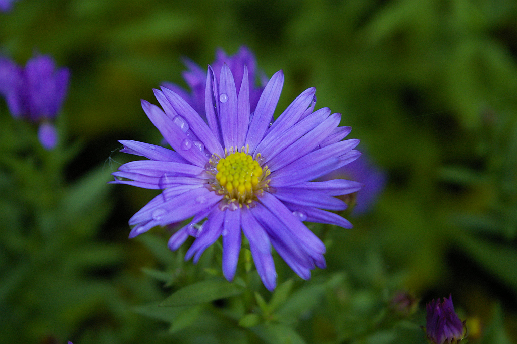 Aster gawędka (Aster amellus)