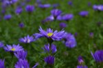 Aster gawędka (Aster amellus)