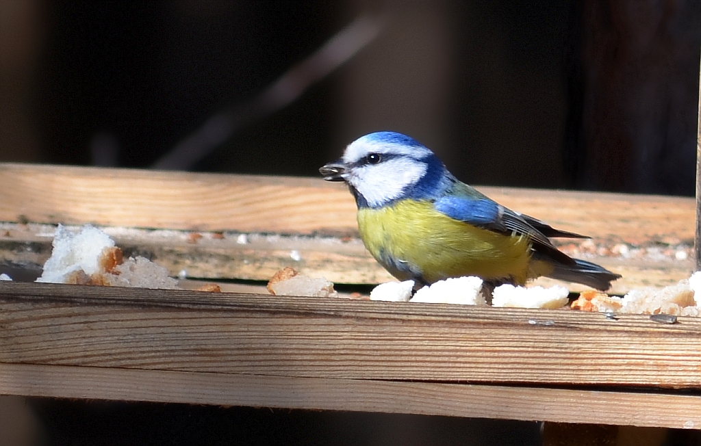 Modraszka zwyczajna, modraszka, sikora modra (Cyanistes caeruleus)