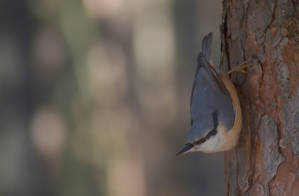 Kowalik, kowalik zwyczajny, bargiel (Sitta europaea)