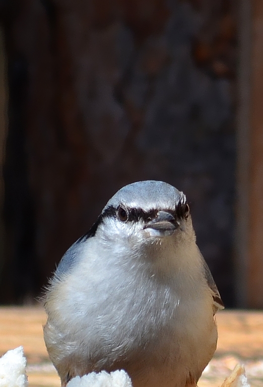 Kowalik, kowalik zwyczajny, bargiel (Sitta europaea)