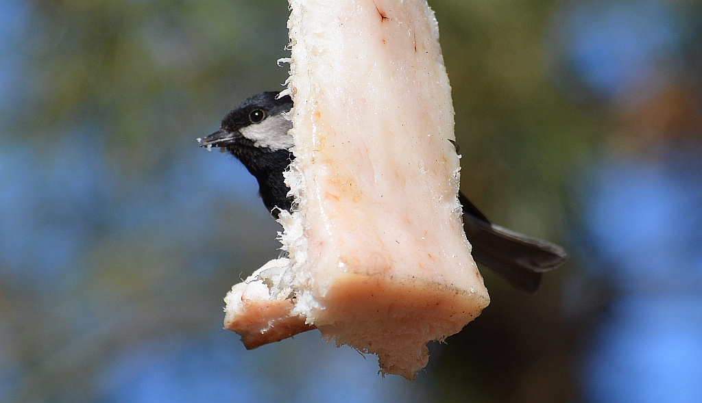 Bogatka zwyczajna, bogatka, sikora bogatka (Parus major)