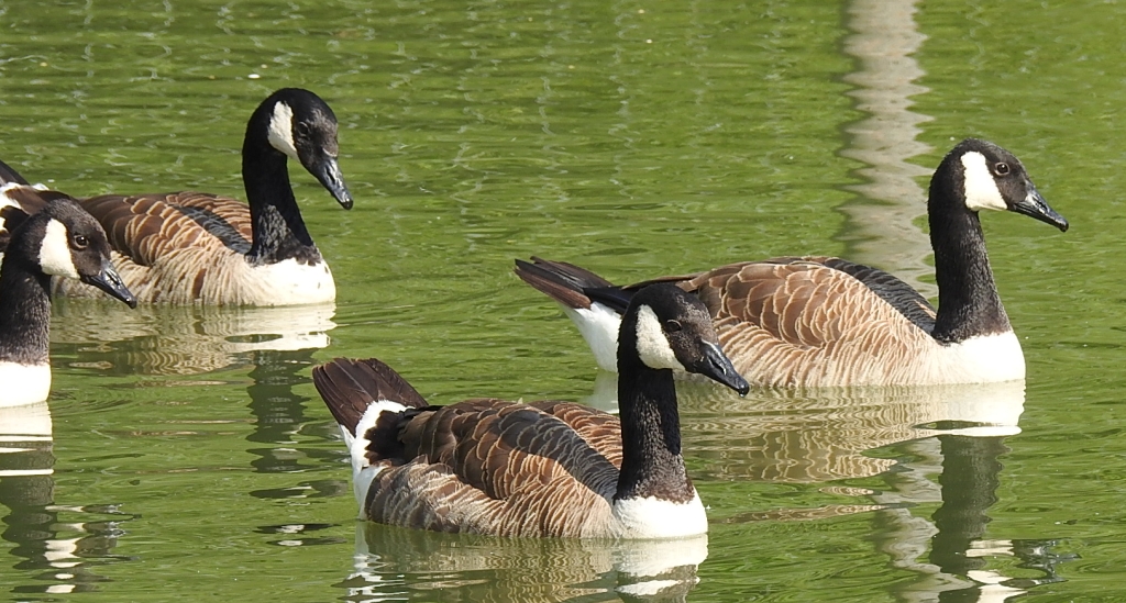 Bernikla kanadyjska (Branta canadensis)