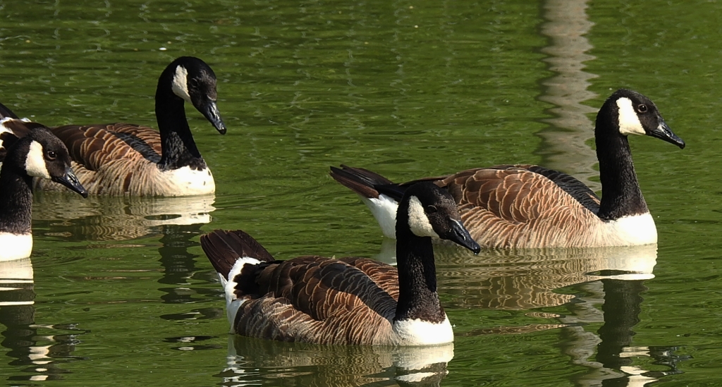 Bernikla kanadyjska (Branta canadensis)