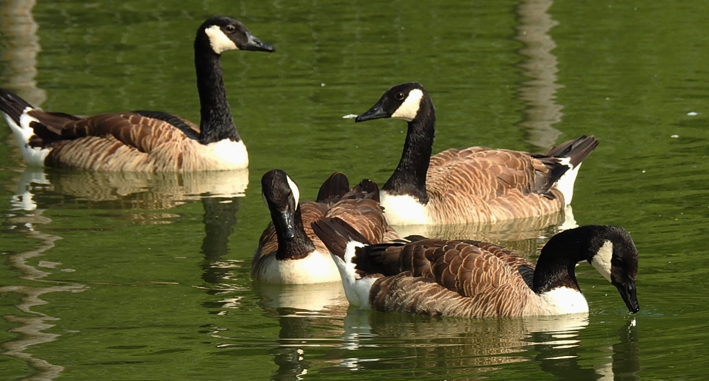 Bernikla kanadyjska (Branta canadensis)