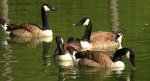 Bernikla kanadyjska (Branta canadensis)