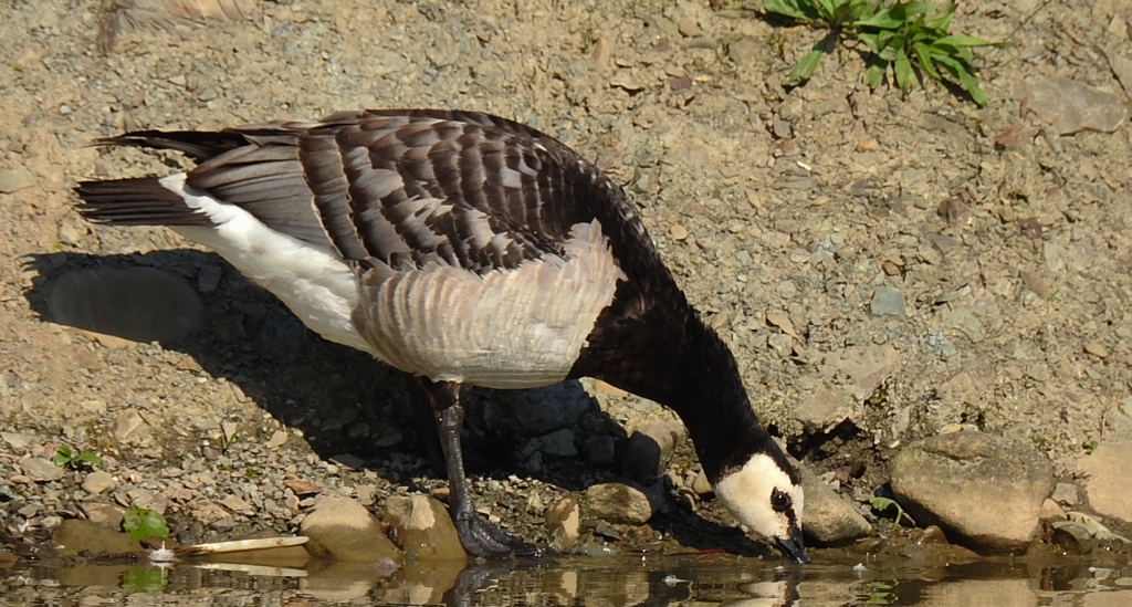 Bernikla białolica (Branta leucopsis)