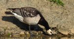 Bernikla białolica (Branta leucopsis)