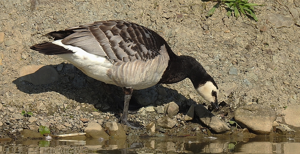Bernikla białolica (Branta leucopsis)