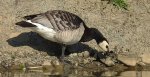 Bernikla białolica (Branta leucopsis)