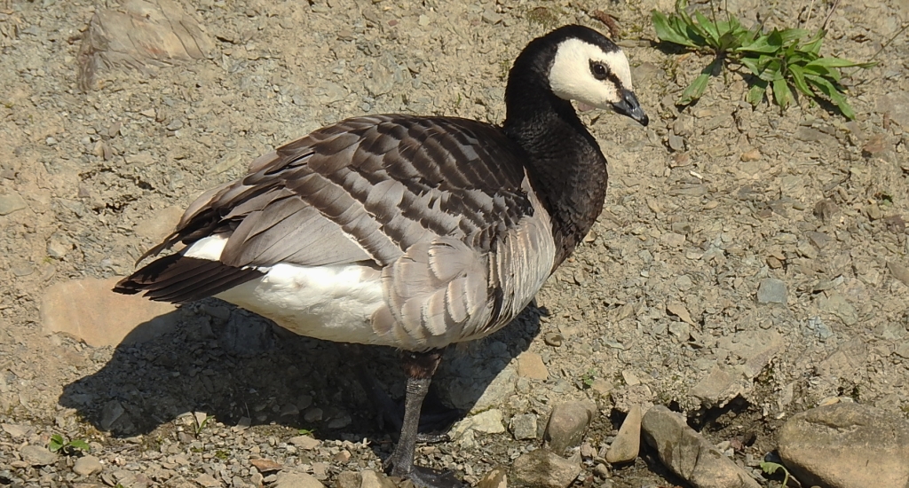 Bernikla białolica (Branta leucopsis)