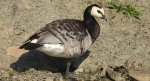 Bernikla białolica (Branta leucopsis)