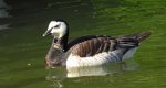 Bernikla białolica (Branta leucopsis)