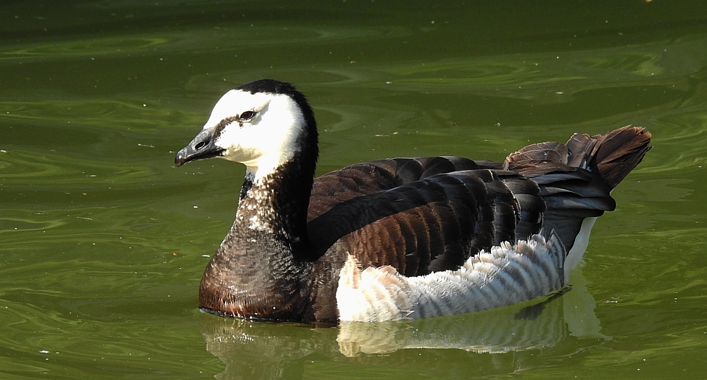 Bernikla białolica (Branta leucopsis)