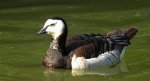 Bernikla białolica (Branta leucopsis)