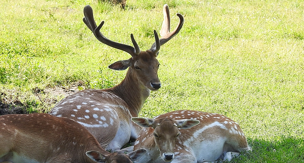 Daniel zwyczajny (Dama dama)