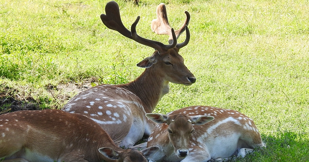 Daniel zwyczajny (Dama dama)