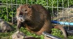 Nutria amerykańska (Myocastor coypus)