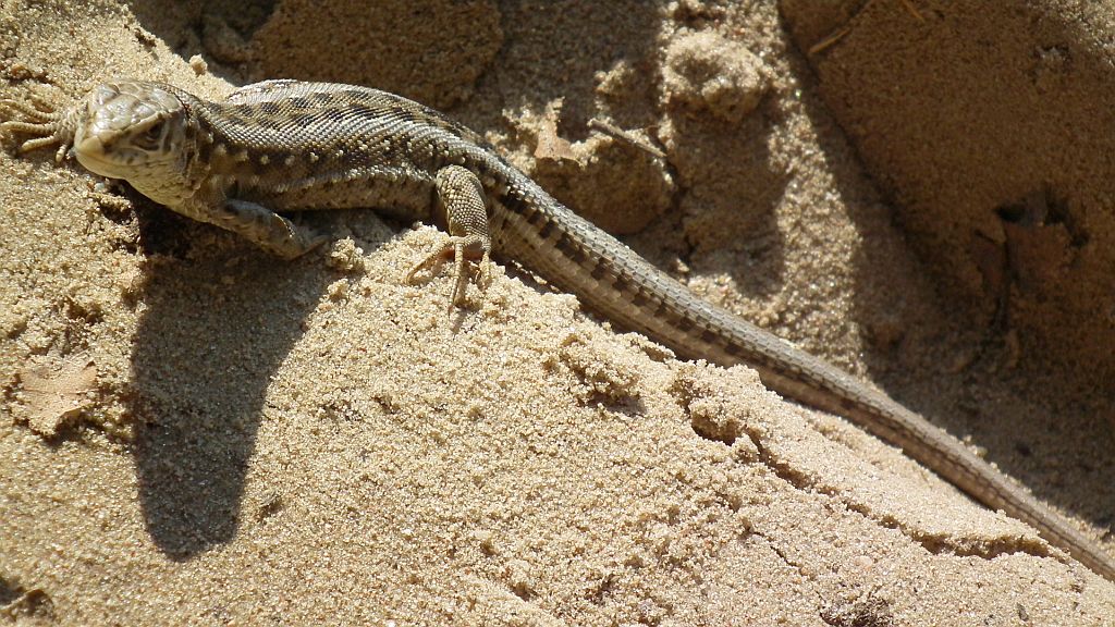 Jaszczurka zwinka (Lacerta agilis)