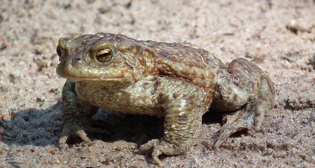 Ropucha szara (Bufo bufo)