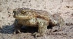 Ropucha szara (Bufo bufo)
