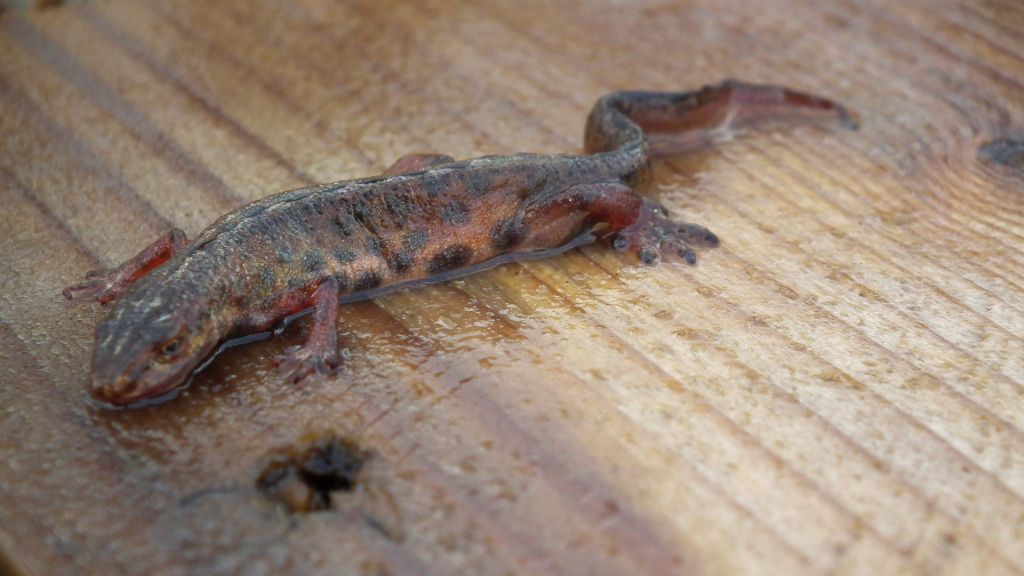 Traszka zwyczajna (Lissotriton vulgaris)