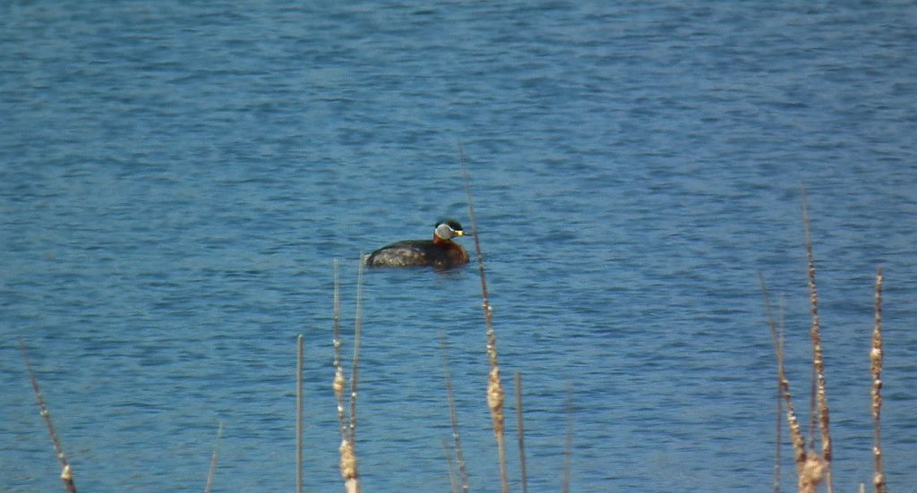 Perkoz rdzawoszyi (Podiceps grisegena)