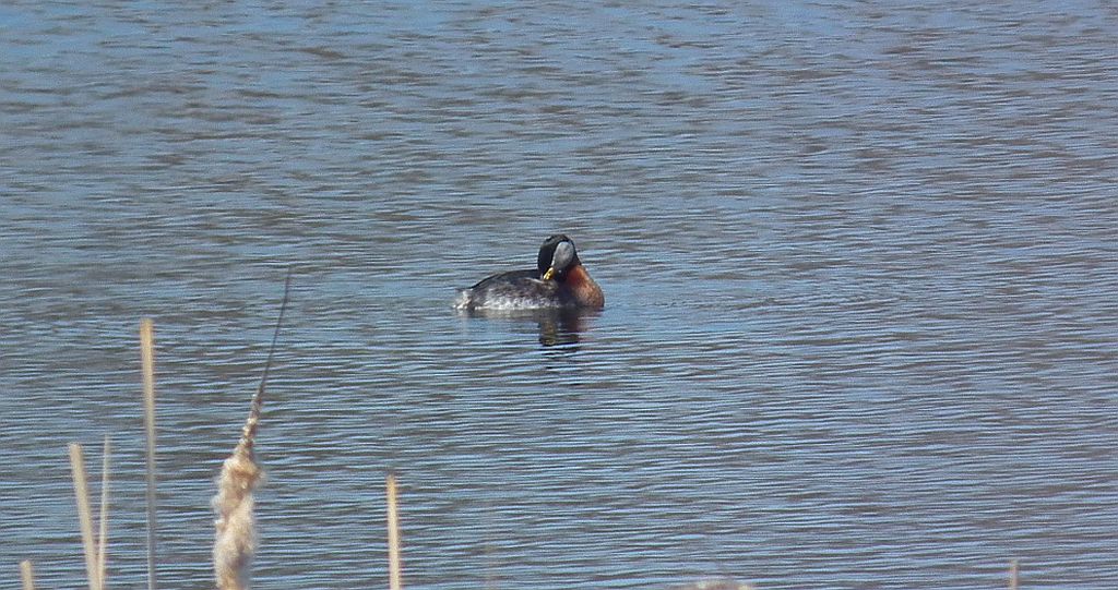 Perkoz rdzawoszyi (Podiceps grisegena)