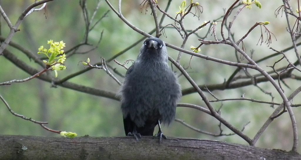 Kawka, kawka zwyczajna (Corvus monedula)