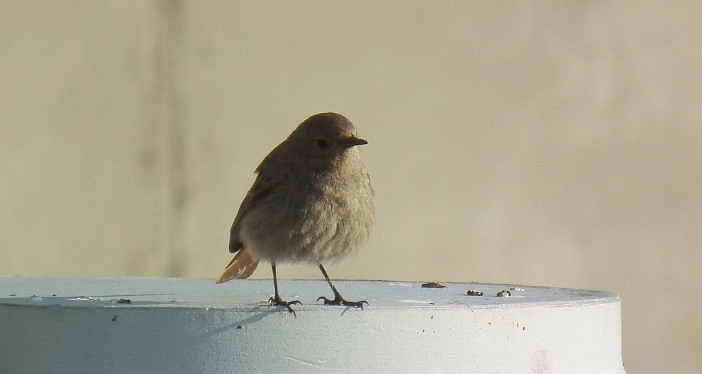 Kopciuszek zwyczajny, kopciuszek (Phoenicurus ochruros)