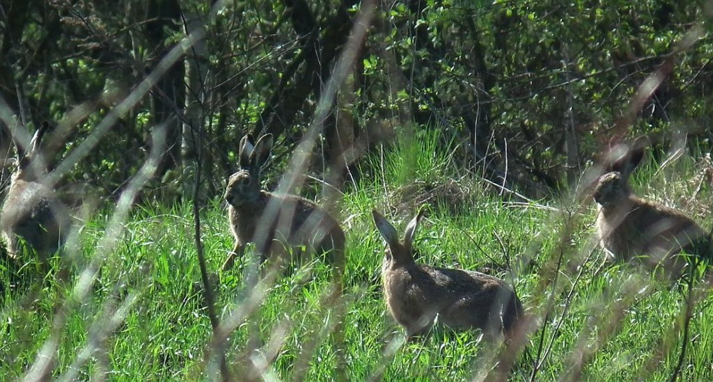 Zając szarak (Lepus europaeus)