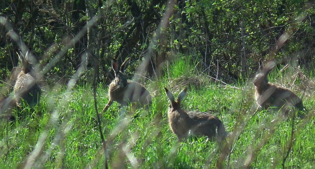Zając szarak (Lepus europaeus)