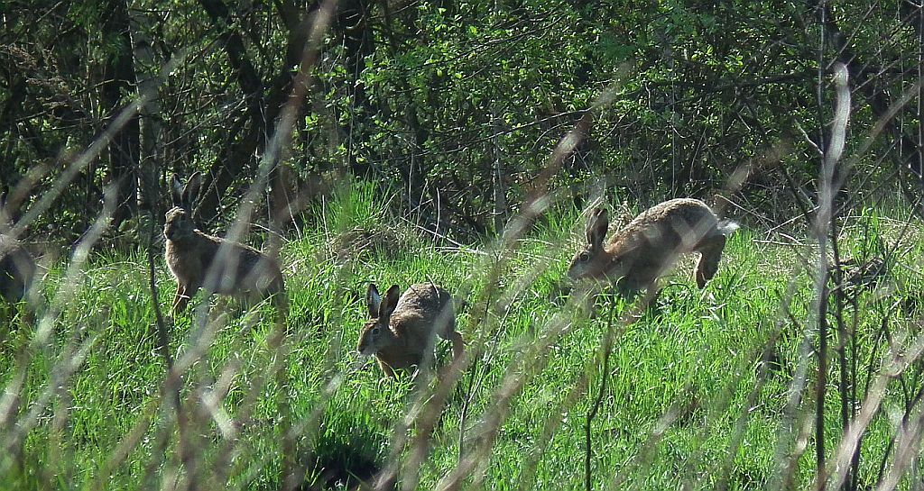 Zając szarak (Lepus europaeus)