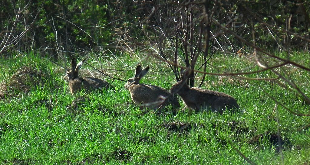 Zając szarak (Lepus europaeus)