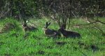Zając szarak (Lepus europaeus)