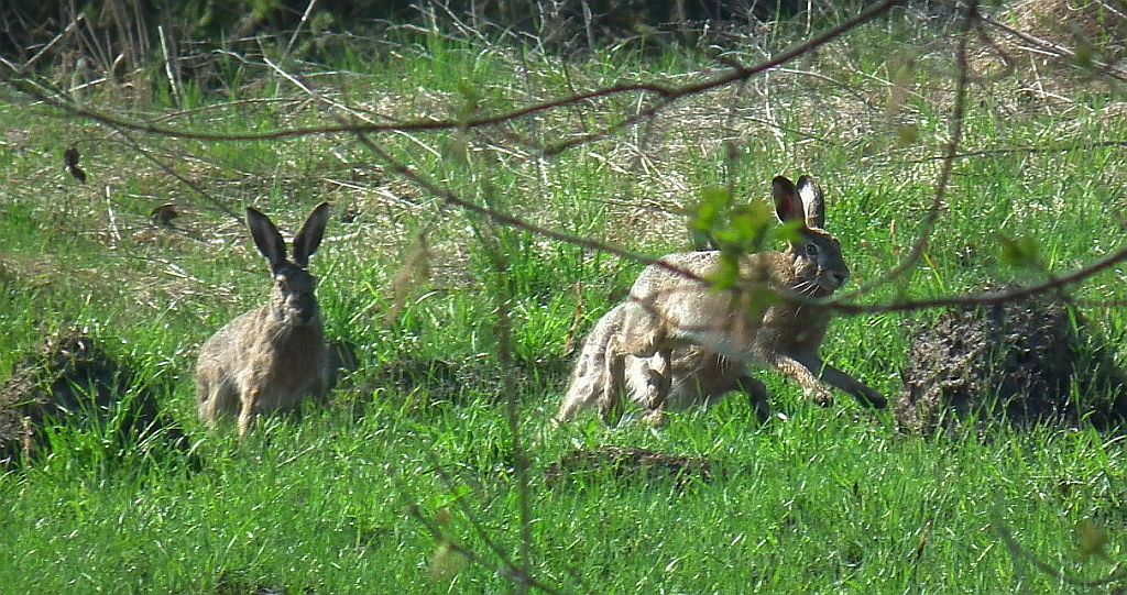 Zając szarak (Lepus europaeus)