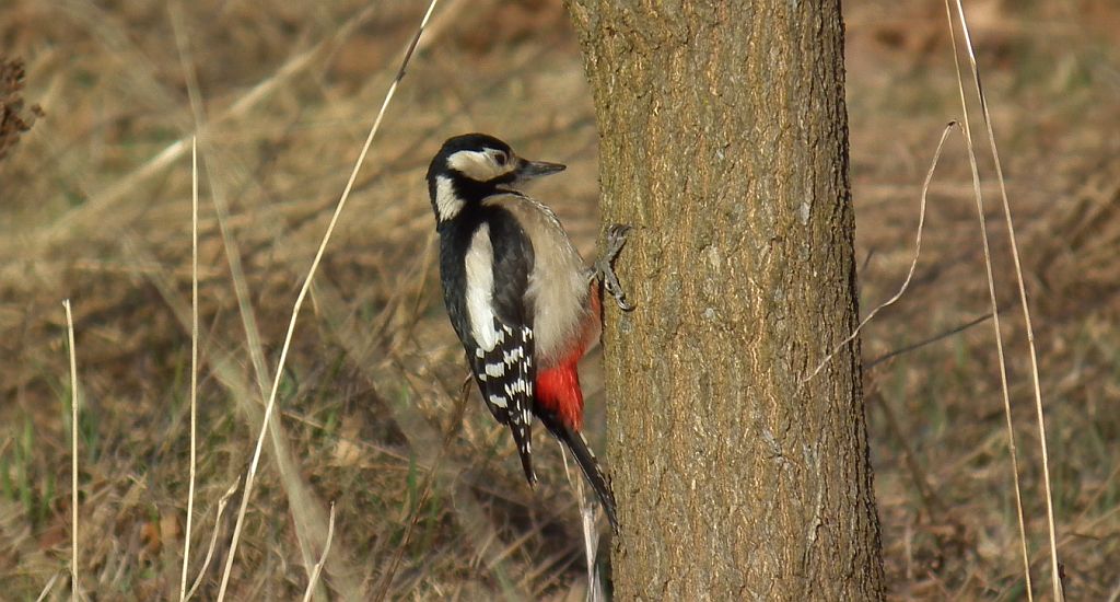 Dzięcioł duży (Dendrocopos major)